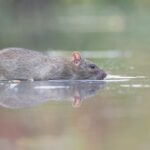 do wild rats like swimming?