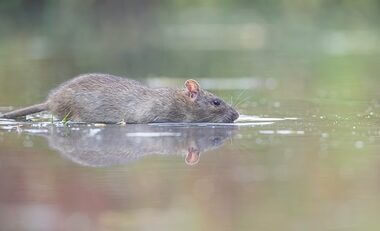 do wild rats like swimming?