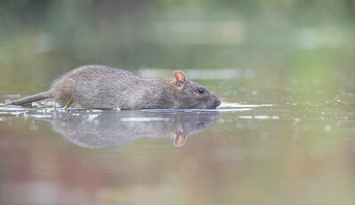 do wild rats like swimming?