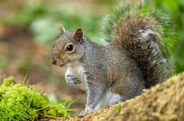does feeding squirrels attract rats?