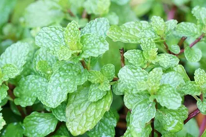 does peppermint really deter rats?