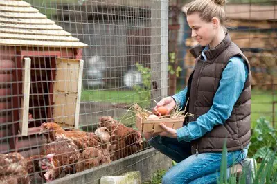 does raising chickens attract rats?