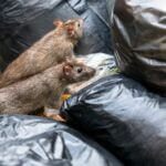 does rubbish attract rats?