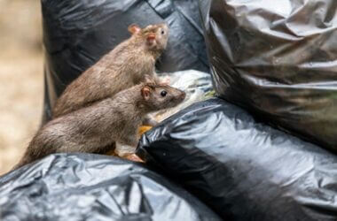 does rubbish attract rats?