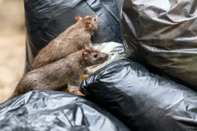 does rubbish attract rats?