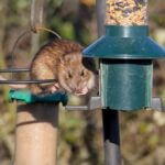 how can I feed the birds without attracting rats?