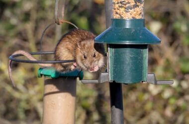 how can I feed the birds without attracting rats?
