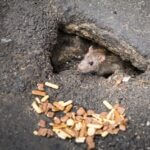 how can rats get through small holes?