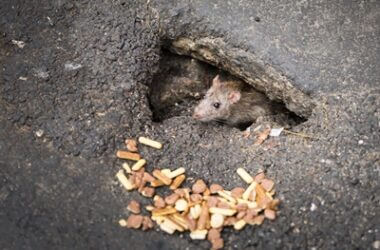 how can rats get through small holes?