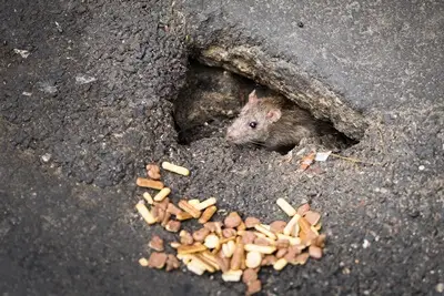 how can rats get through small holes?
