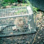 how do I get rid of rats without killing them?