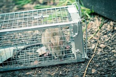 how do I get rid of rats without killing them?