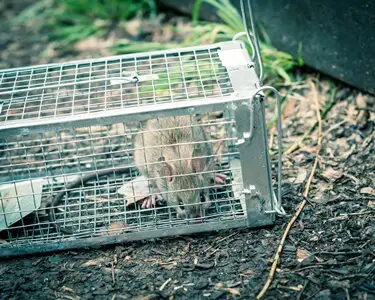 how do I get rid of rats without killing them?