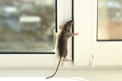 how do rats climb vertical surfaces?