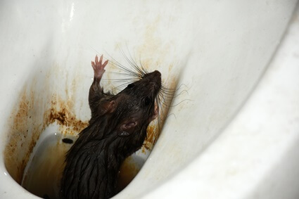 how do rats end up in toilets?
