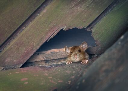 how do rats fit through small cracks?