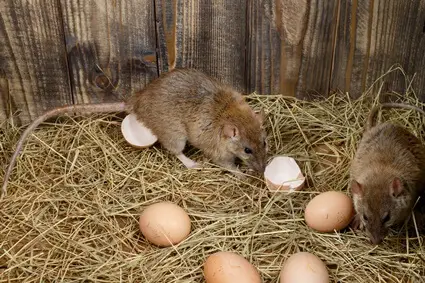 how does a rat steal an egg?