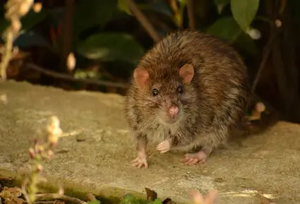 how far away can rats smell?