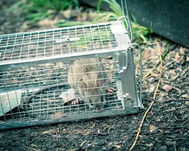 how far away should you release a trapped rat?