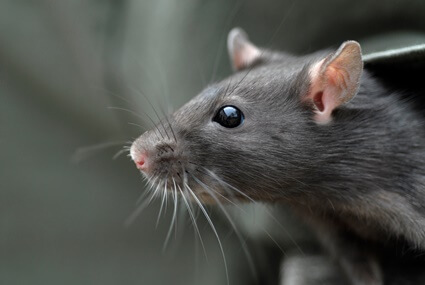 how far can rats hear?