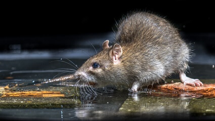 how long can a rat swim in water?