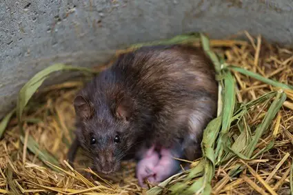 how long do rats take to breed?