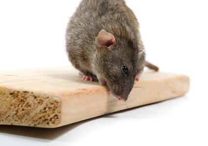 how long does it take a rat to chew through wood?