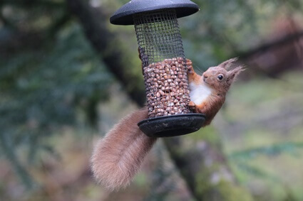 how to feed squirrels without attracting rats