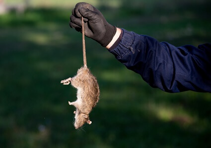how to get rid of a dead rat