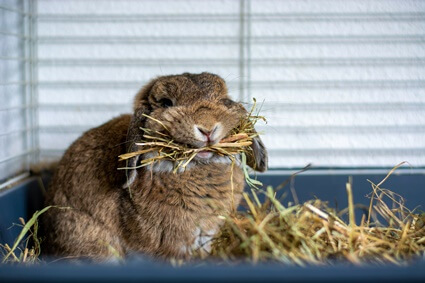 how to get rid of rats without harming rabbits