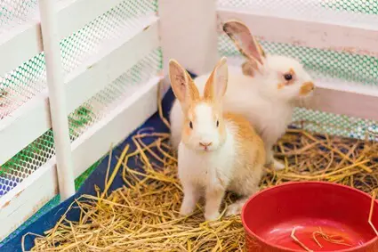 how to keep rabbits safe from rats