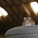 how to remove rats from your car