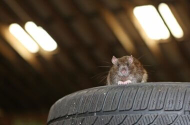how to remove rats from your car