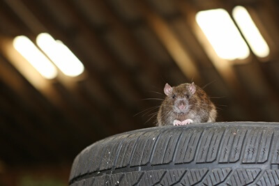 how to remove rats from your car