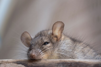how to stop rats chewing wood