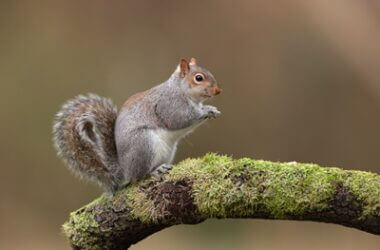 how to tell the difference between rat poop and squirrel poop