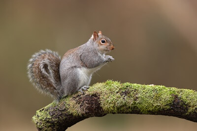 how to tell the difference between rat poop and squirrel poop