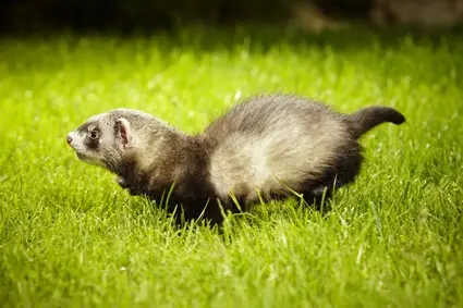 how to train a ferret to hunt rats