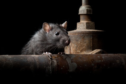 how well can rats smell?