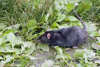 mouse vs rat tail length