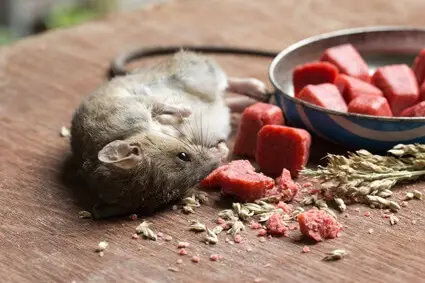 rat dying from poison