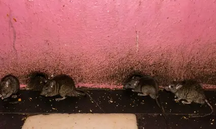 rats and heavy rain