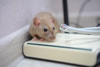 rats chewing wires in house