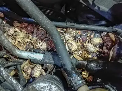 rats destroying car wires