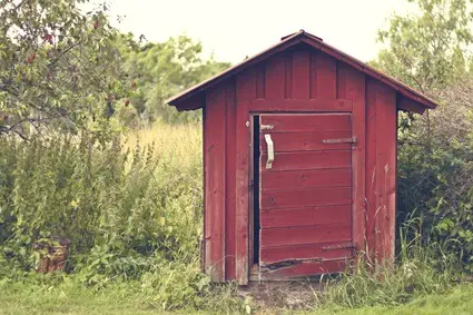 removing rats under shed