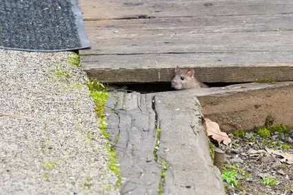 should I put rat poison under decking?