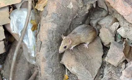 what animals do rats kill?