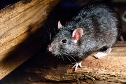 what do black rats look like?