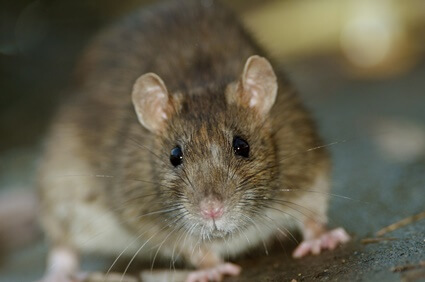 what do brown rats look like?