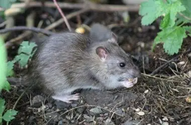 what do rats do for the environment?